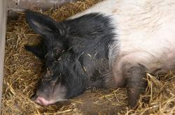 男子养四五百斤水牛当宠物取名奶糖