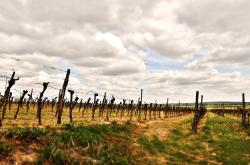 揭秘绿色农业革命的引擎，正邦科技股票——引领现代农业的创新力量