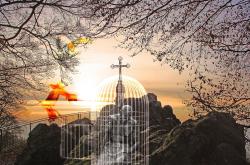 6亿年前珍稀树种复活，揭示恐龙生存之谜