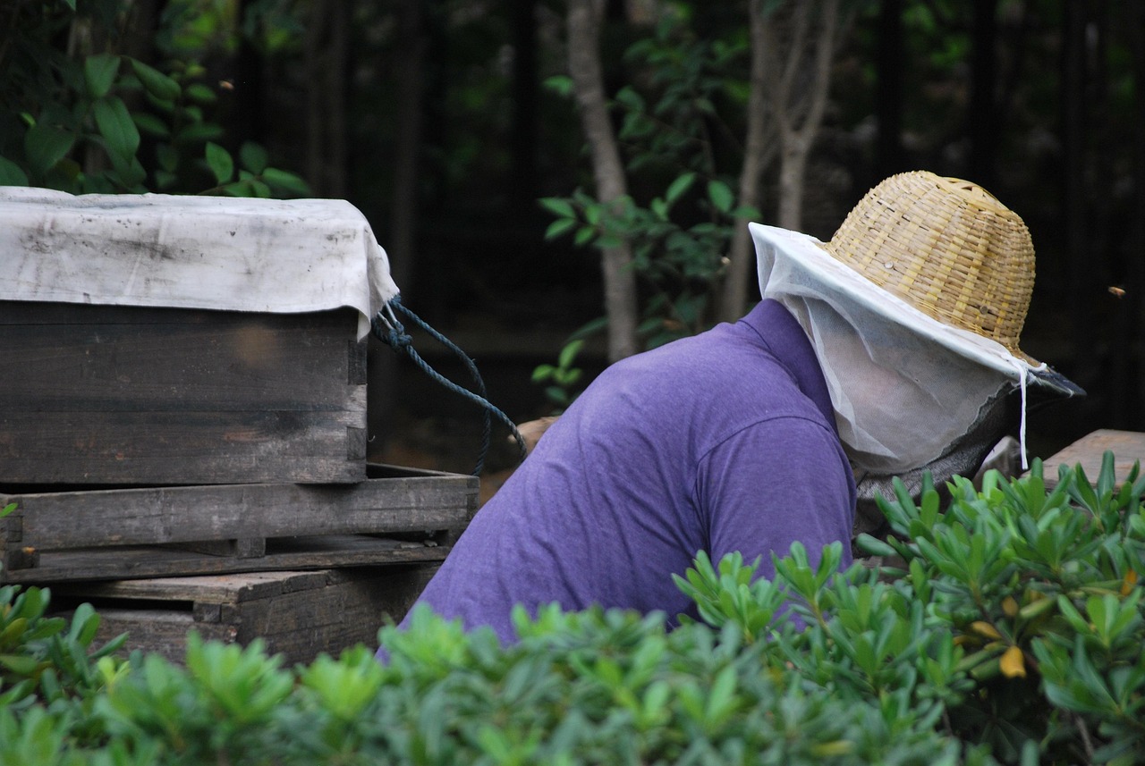 隆平高科，农业科技的先锋与粮食安全的守护者