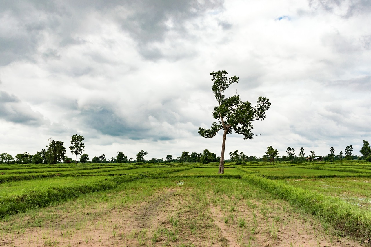 清明节休市，传统与现代生活的交汇点