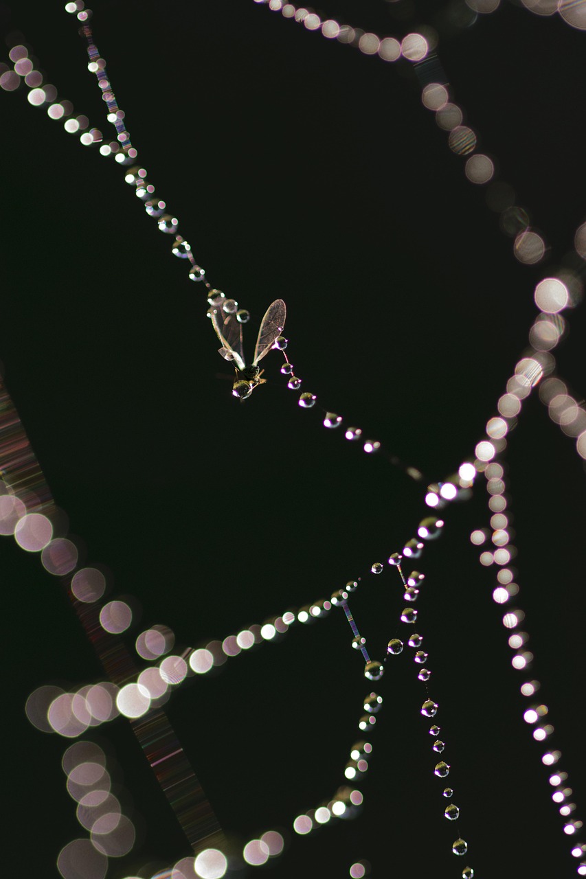 东方金钰官网：一站式珠宝选购与鉴赏指南，轻松避开选购陷阱