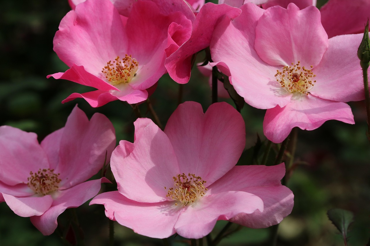 四川温江艺术基金,滋养文化之花的甘露