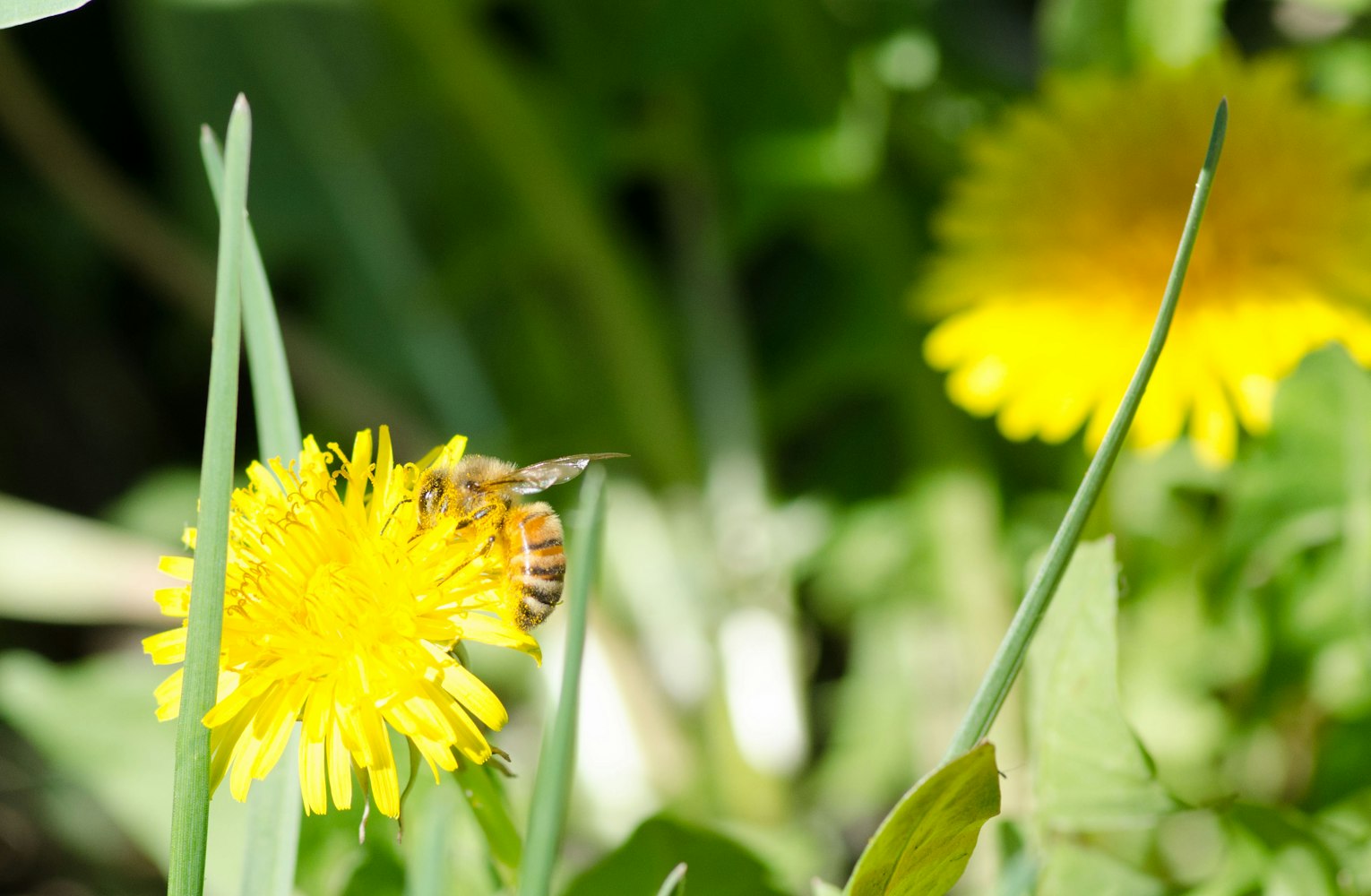 合成甲基金雀花碱,探索植物化学的奇妙世界 合成甲基金雀花碱,探索植物化学的奇妙世界